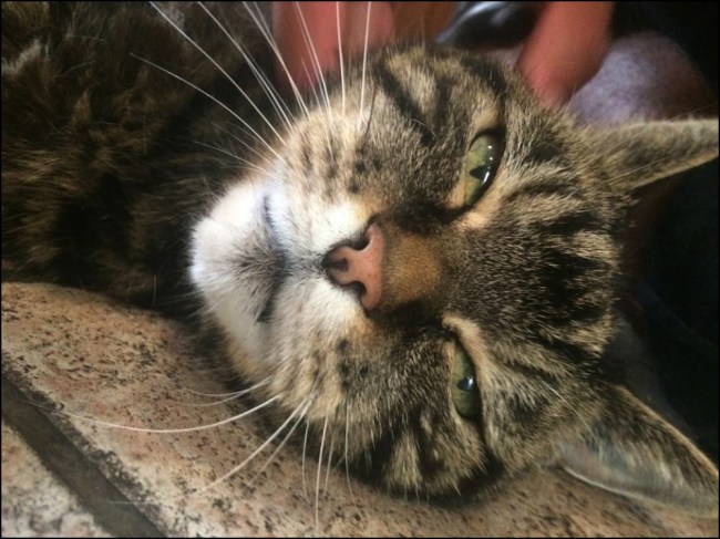 Jesus the mascot cat at the Woodstock Hostel in Paris (Photograph by Riley Brack)