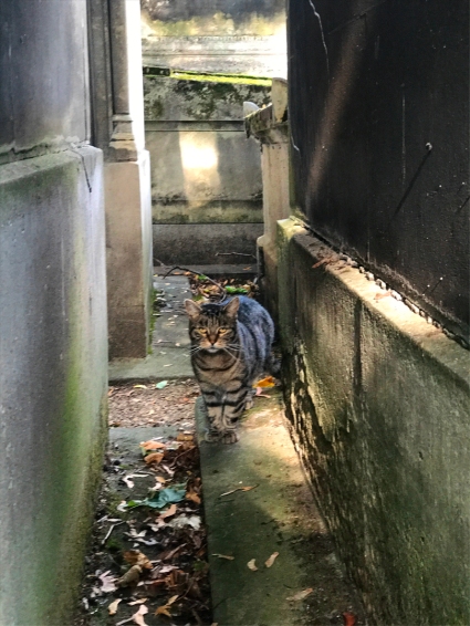 Jane Goodall may have her chimpanzees, but I’ve got my cats at the Cimetière de Montmartre (Photo by Theadora Brack) 