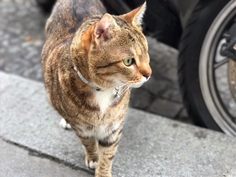 In celebration of the upcoming international Pet Travel Safety Day, let’s spend it with a few of my own favorite felines in the Paris, Abbesses (Photo by Theadora Brack)