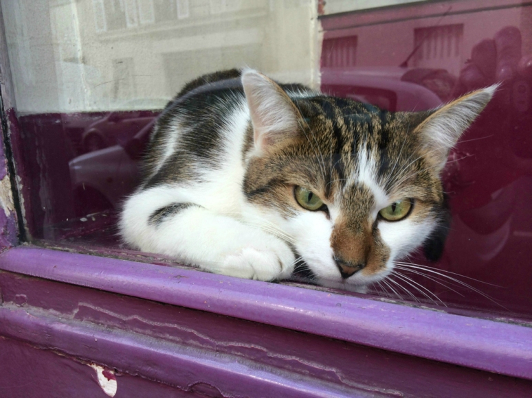 How much is that mouser in the purple window? (Photo by Theadora Brack)